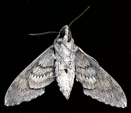 moth, showing coiled tongue