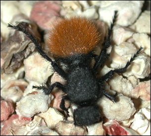 Velvet Ant