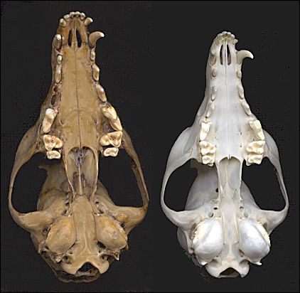 skulls, two subspecies of foxes