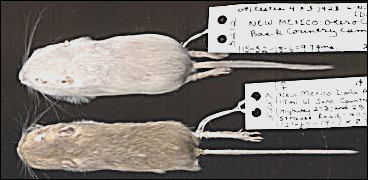 white and tan pocket mice, Perognathus apache