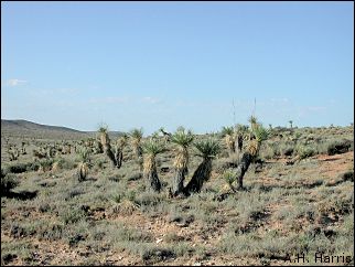 Soaptree Yucca