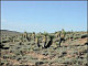 thumbnail of desert grassland