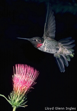 Anna's Hummingbird