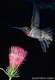 thumbnail of Anna hummingbird