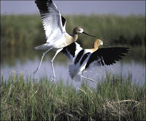 American Avocets in flight