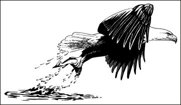 drawing of bald eagle