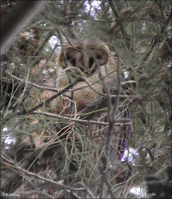 barn owl in daytime roost