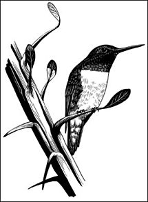 Drawing of Black-chinned Hummingbird