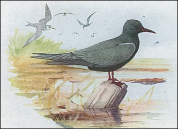 painting of Black Tern