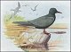 thumbnail of a black tern