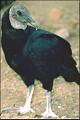 thumbnail of black vulture