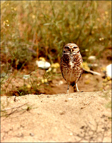 thumbnail of burrowing owl