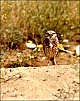 thumbnail of a burrowing owl