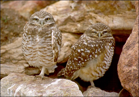 pair of burrowing owls