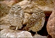 thumbnail of burrowing owls