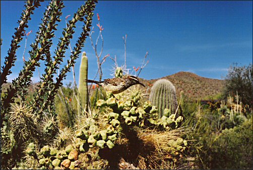 Cactus Wren in a cholla cactus