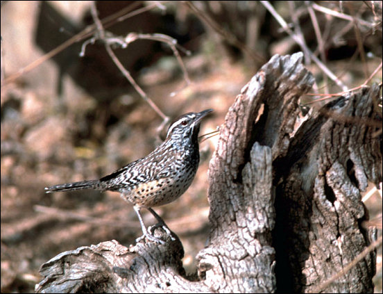 Cactus Wren