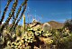 thumbnail of desert scene with cactus wren