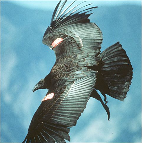 California Condor