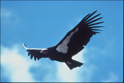 California condor