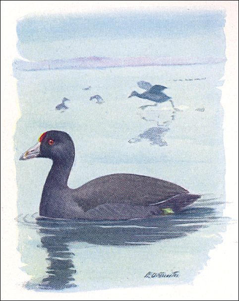 Watercolor of American Coot