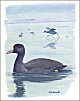 thumbnail of American coot