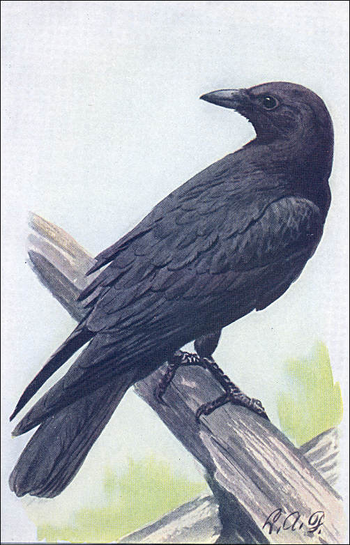 Painting of the Common Crow