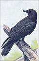 thumbnail of great-tailed grackle