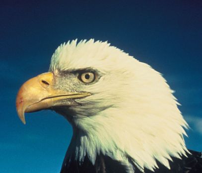 head of Bald Eagle