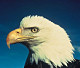 thumbnail of head of bald eagle