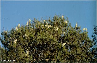 roosting egrets