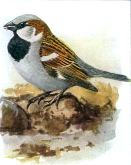 Painting of house sparrow