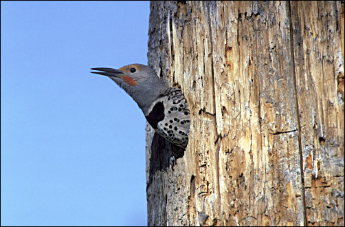 Colaptes auratus peeking from its nest hole