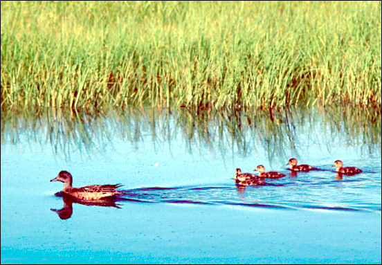 Gadwall female swimming with ducklings