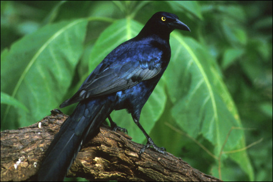 Great-tailed grackle