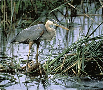 Great Blue Heron