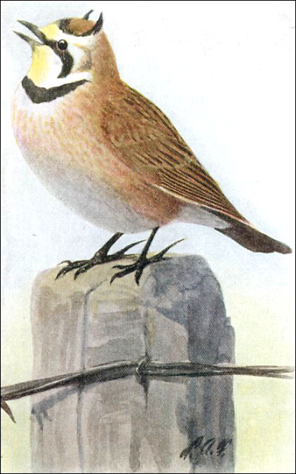 Painting of Horned Lark