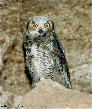 image of Great Horned Owl