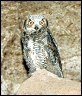 thumbnail of a young great horned owl