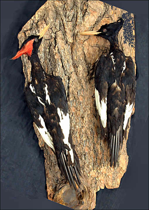 Male and female Imperial Woodpeckers
