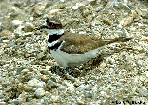 photograph of Killdeer on its nest