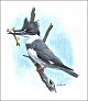 thumbnail of a painting of the belted kingfisher 