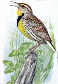 meadowlark