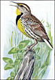 thumbnail of a meadowlark