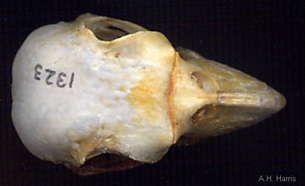 Parrot skull showing junction of bill and skull