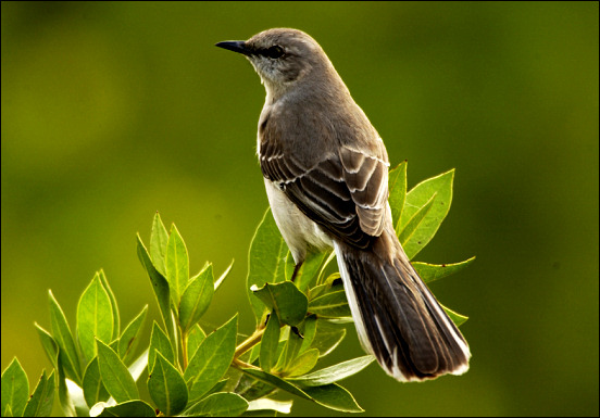 Northern Mockingbird, Mimus polyglottis