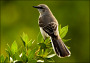 thumbnail of a mockingbird