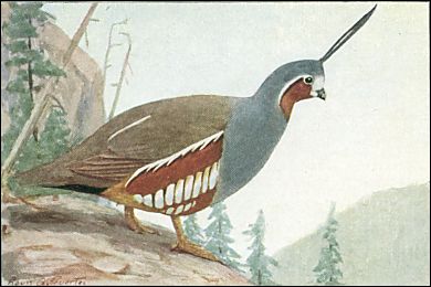 Mountain Quail