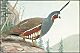 thumbnail of a mountain quail painting