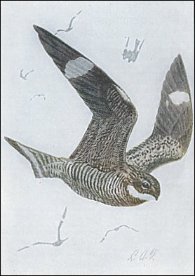 Fuertes painting of nighthawk